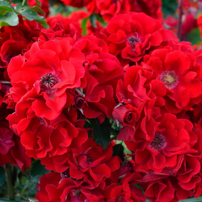 Роза кустовая Ротер Корсар